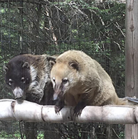Coati, Cookie and Peaches200.jpg